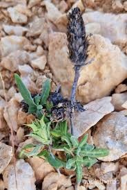 Blepharis linariaefolia fullplant6.jpg